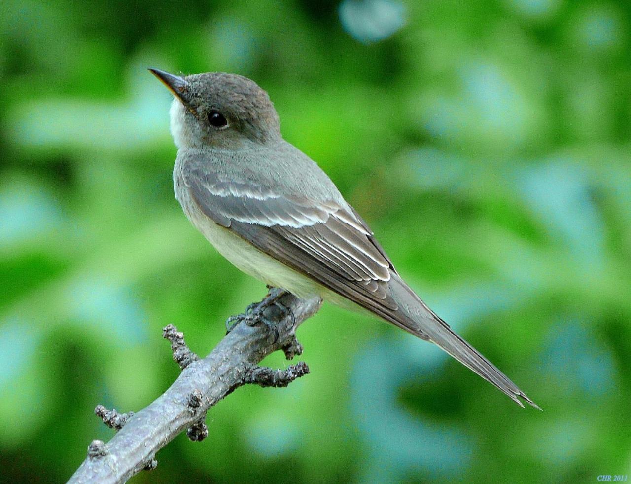 Pibi Boreal San Juan (San Jose)